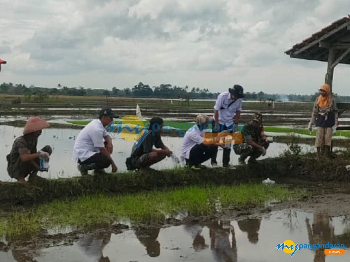 Amankan Sawah, Petani di Ciganjeng Pangandaran Lakukan Gerdal Hama Tikus