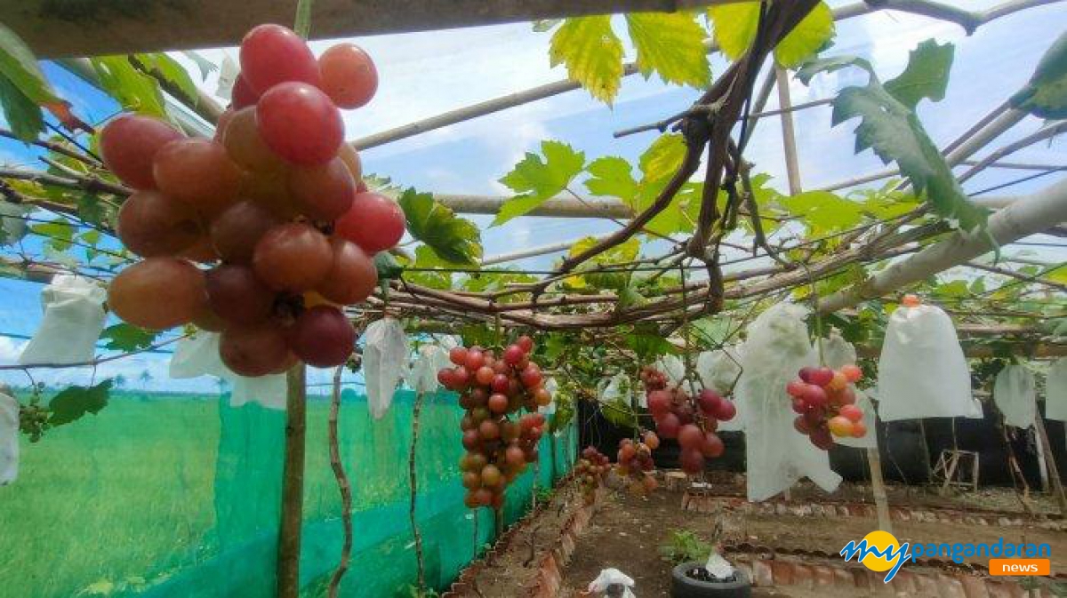 Budidaya Anggur di Pangandaran: Pilihan Alternatif Wisata Selain Berlibur di Pantai, Anda Bisa Memetiknya Sendiri