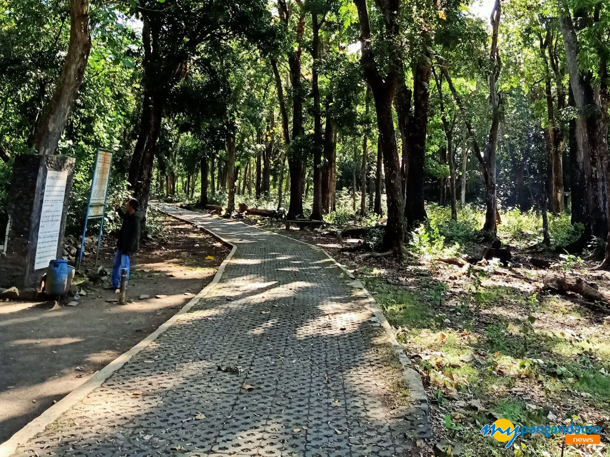 Cerita Sepasang Kekasih Kaselong di Cagar Alam Pangandaran 