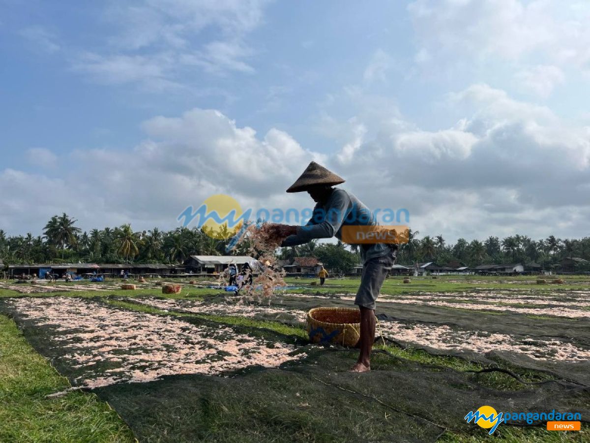Cuaca Cerah, Pengrajin Asin Pangandaran Jemur Udang Rebon