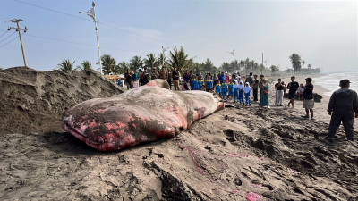 Foto : Hiu Tutul Raksasa Terdampar di Batukaras Pangandaran