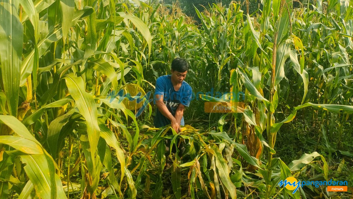 Gerombolan Babi Hutan Porak-porandakan Jagung Siap Panen di Padaherang 