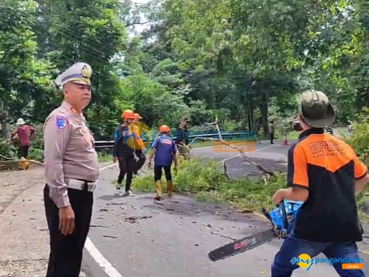 Hadapi Libur Panjang, BPBD dan Polisi Pangandaran Lakukan Evakuasi Pohon Rawan Tumbang 