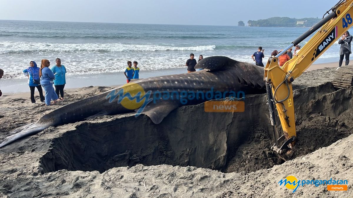 Hiu Tutul Terdampar di Pantai Batukaras Mati Setelah Gagal Dievakuasi
