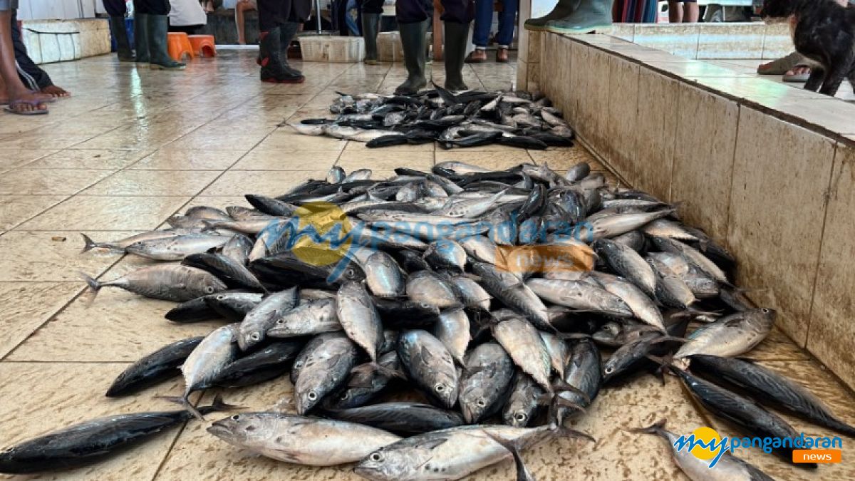 Musim Ikan Kembung Mulai Terasa, Aktivitas Pelelangan di PPI Cikidang Pangandaran Meningkat