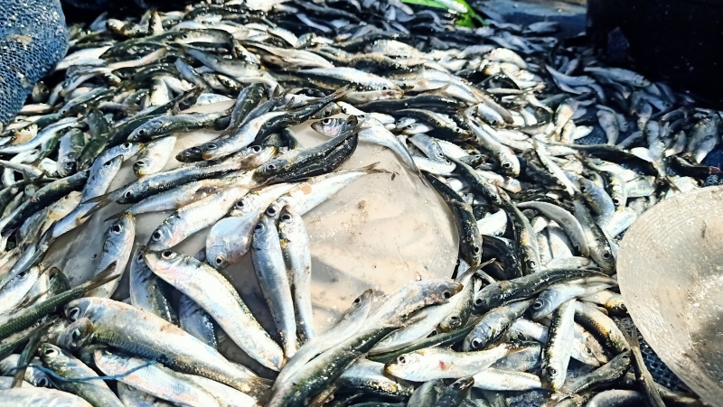 Nelayan Jaring Ered Pangandaran Panen Ikan Layang