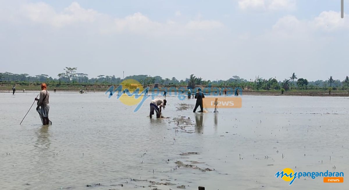 Panen Ikan, Rezeki Musiman Warga Ciganjeng Saat Banjir Surut