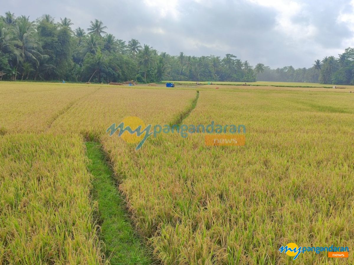 Petani Cibenda Alami Gagal Panen, Dinas Pertanian Pangandaran Sebut Belum Ada Laporan