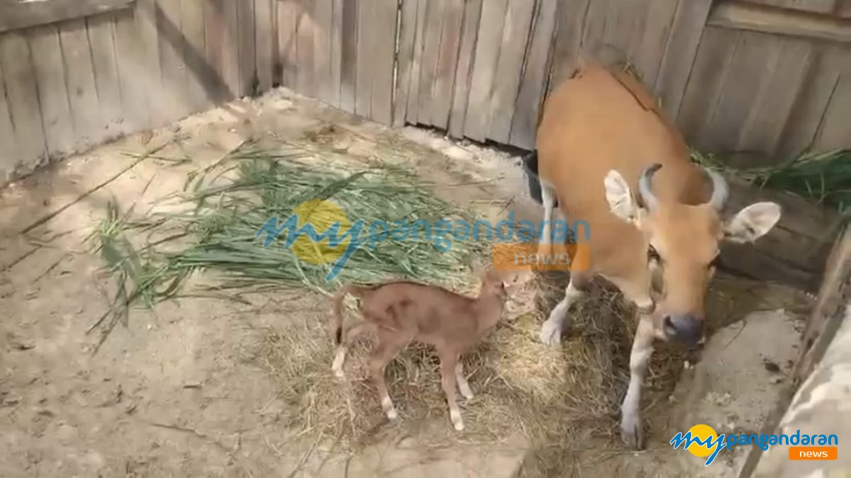 Program Reintroduksi Berhasil, Banteng Jawa Lahir Pertama Kali di Cagar Alam Pangandaran