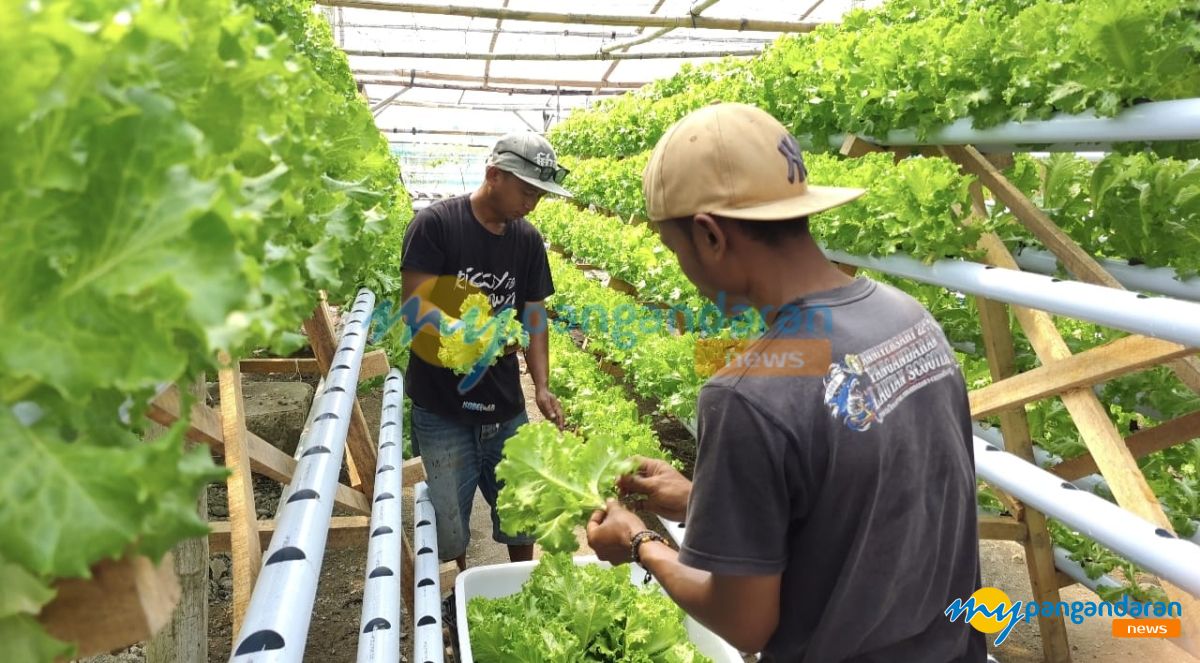 Selada Hidroponik Laris, Petani Muda Ciganjeng Kewalahan Penuhi Pasokan 