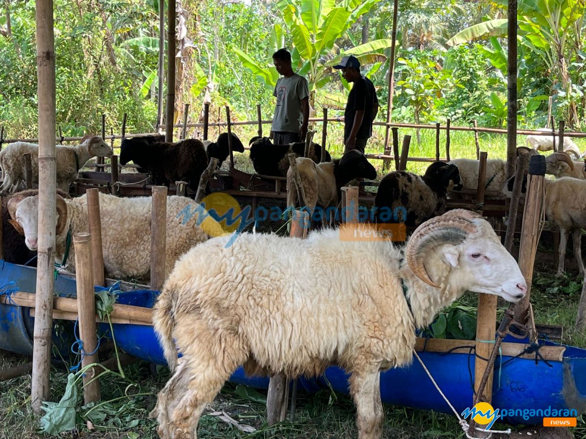 Stok Banyak, Pedagang Hewan Kurban di Pangandaran Mulai Jualan Lebih Awal