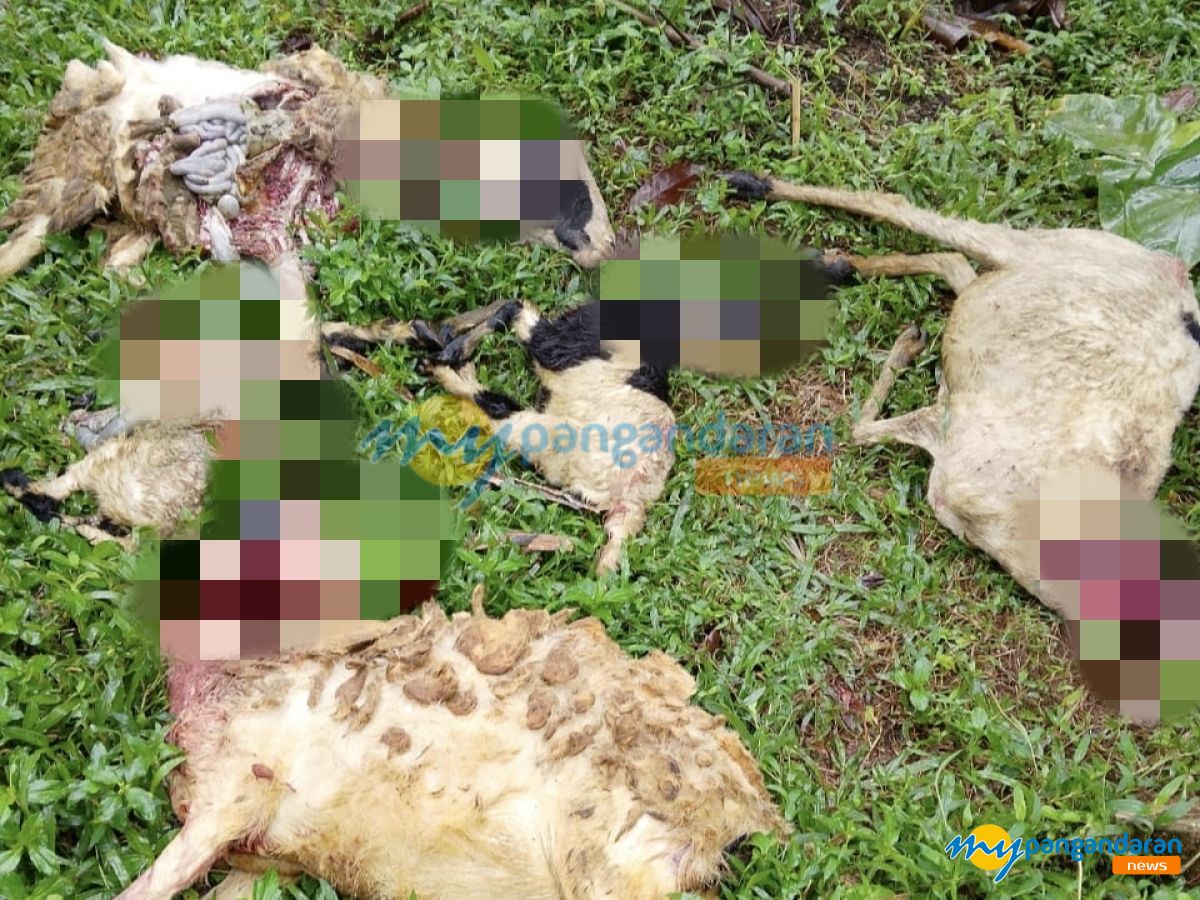 Teror Anjing Liar Kembali Resahkan Warga Pangandaran, Ternak Domba Jadi Korban