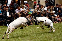 Festival Seni Ketangkasan Domba (Adu Domba), Promosi Wisata Pantai Pangandaran