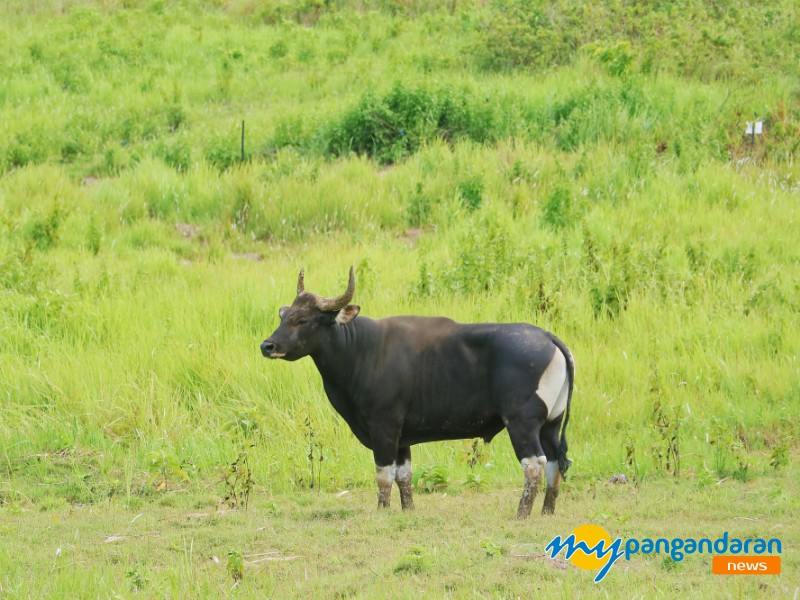 Sejarah Banteng di Cagar Alam Pananjung Pangandaran 