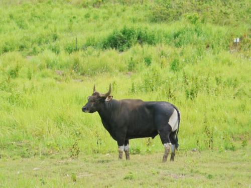 Sejarah Banteng di Cagar Alam Pananjung Pangandaran 