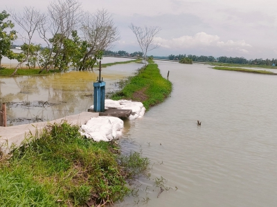 205 Hektare Sawah Terendam di Pangandaran, Beruntung Banjir Tak Sampai Pemukiman