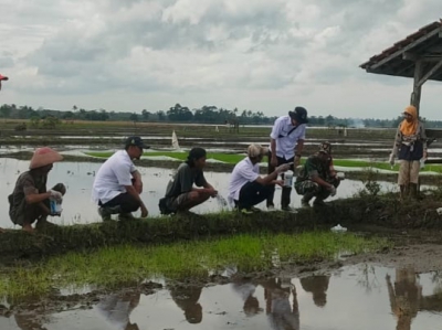 Amankan Sawah, Petani di Ciganjeng Pangandaran Lakukan Gerdal Hama Tikus
