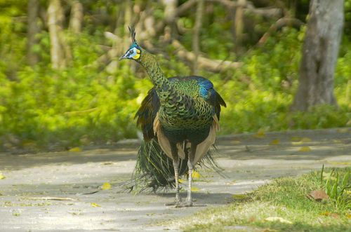 Asyiknya Bermain Bersama Burung Merak di Taman Wisata Alam Pangandaran