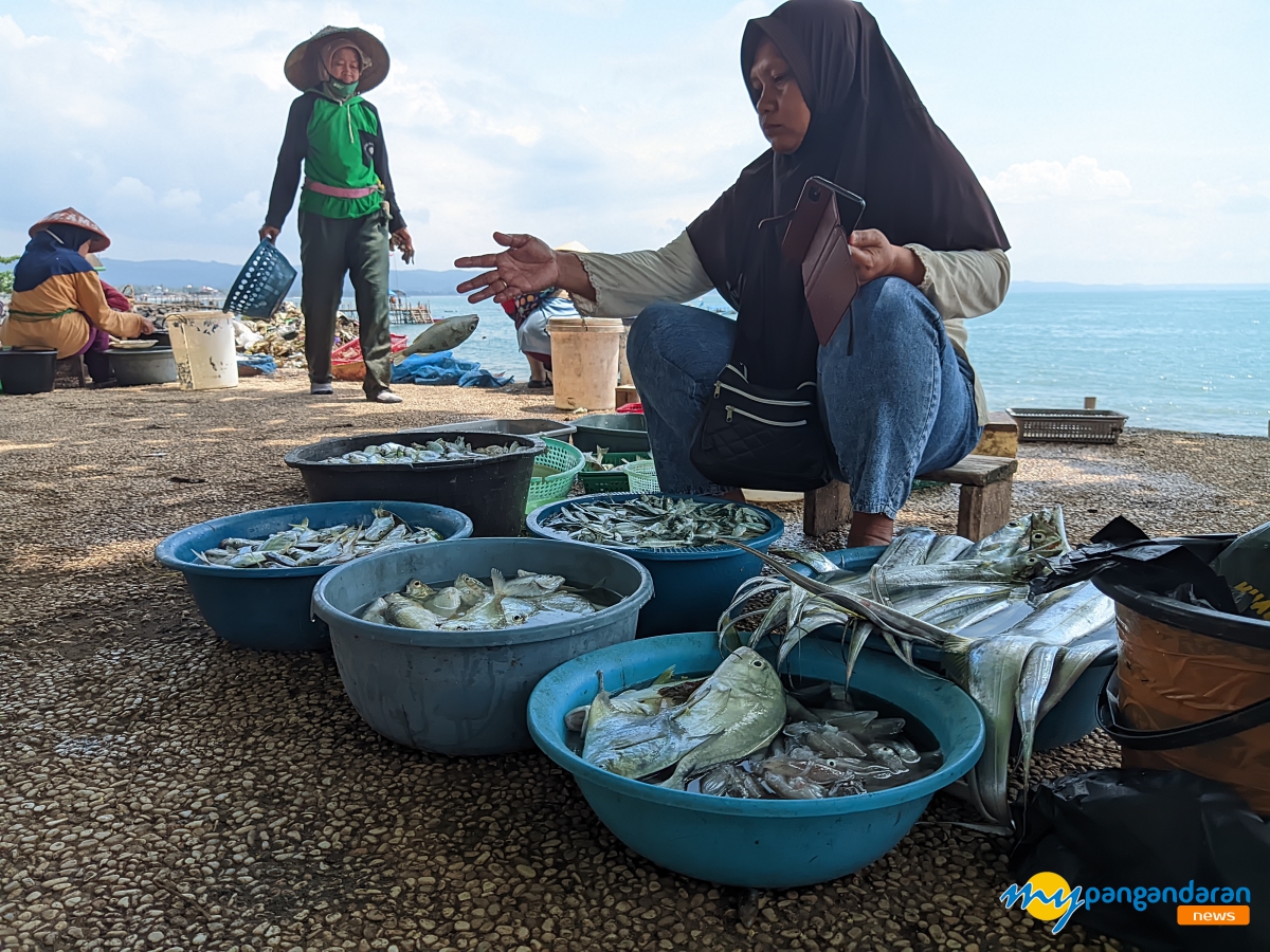 Berburu Ikan Segar Hasil Tangkapan Nelayan Jaring Ered Pantai Timur Pangandaran