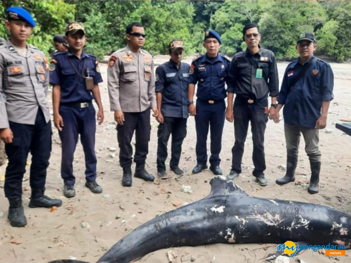 BKSDA Evakuasi Lumba-Lumba Risso yang Ditemukan Mati di Pantai Timur Pangandaran