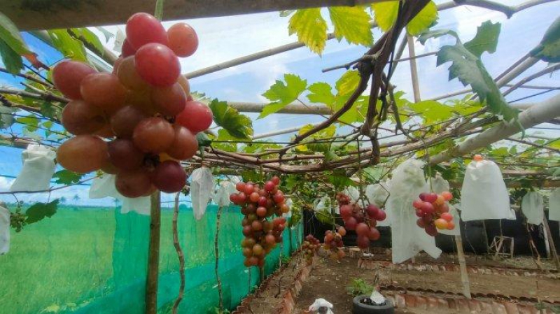 Budidaya Anggur di Pangandaran: Pilihan Alternatif Wisata Selain Berlibur di Pantai, Anda Bisa Memetiknya Sendiri