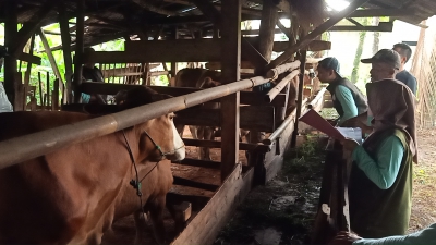 Cegah Wabah PMK, Dinas Pertanian Kabupaten Pangandaran Beri Vaksin Ratusan Sapi