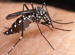 Ciamis Selatan Dilanda Wabah Chikungunya