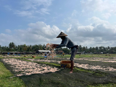 Cuaca Cerah, Pengrajin Asin Pangandaran Jemur Udang Rebon