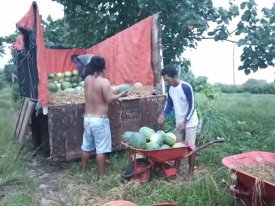 Dari Balik Seragam, ASN Pangandaran Sulap Lahan Kosong Jadi Ladang Cuan Miliaran