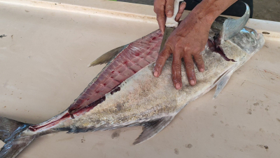 Dari Pesisir Batu Hiu, Usaha Filet Ikan Rangga Mengalir ke Berbagai Daerah
