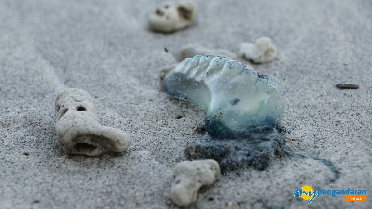 Fenomena Ubur-Ubur Biru di Pantai Pangandaran