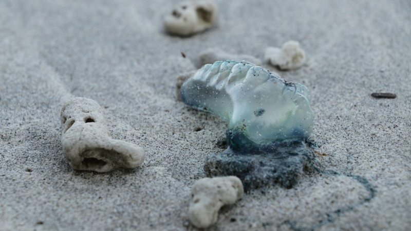 Fenomena Ubur-Ubur Biru di Pantai Pangandaran