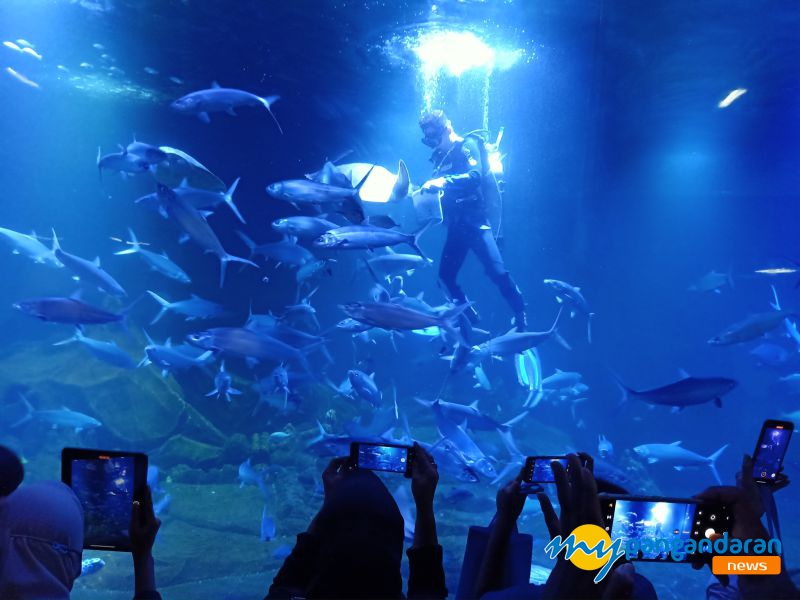 FOTO: Feeding Show, Menjadi Pertujukan Menarik Saat Soft Opening Aquarium Indonesia Pangandaran 