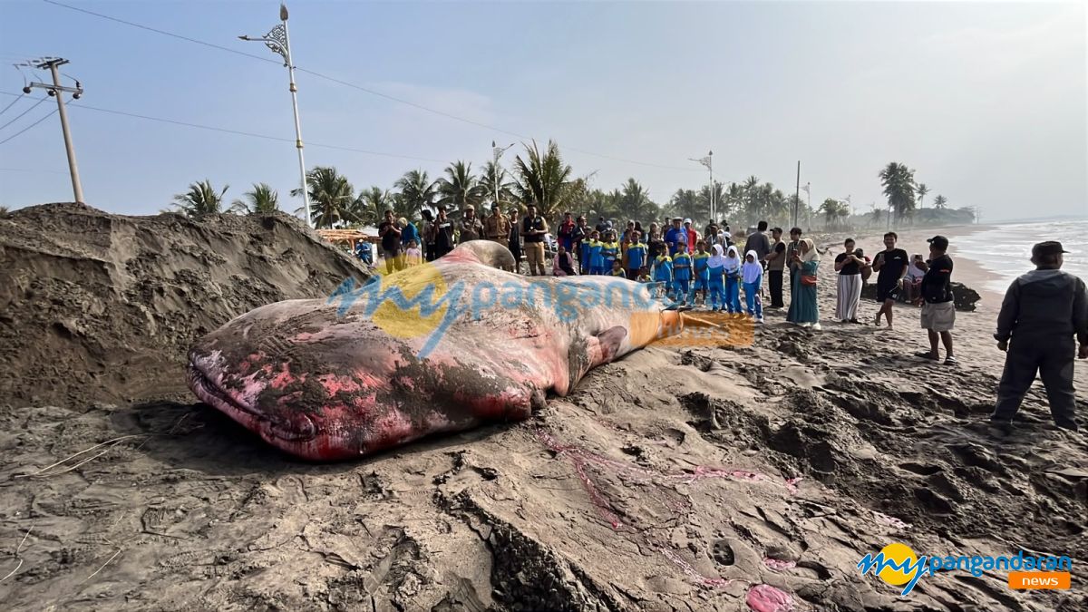 Foto : Hiu Tutul Raksasa Terdampar di Batukaras Pangandaran