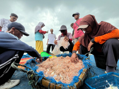 Foto: Panen Udang Rebon Nelayan Jaring Ered Pantai Timur Pangandaran