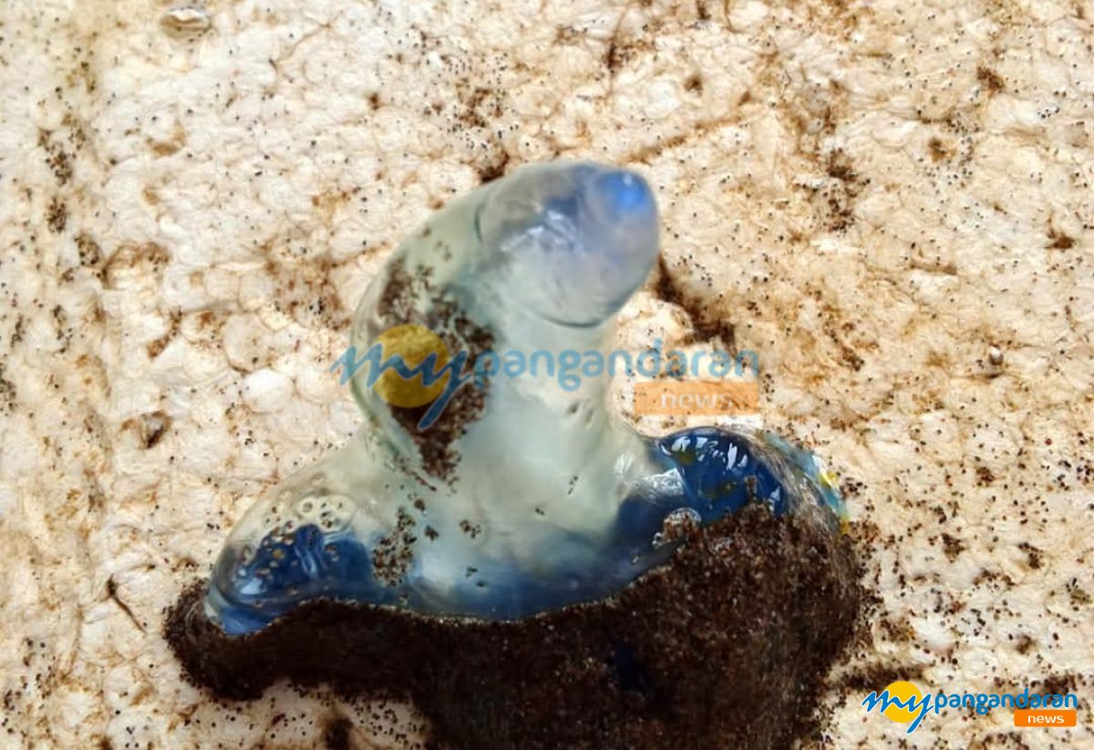 Foto: Ubur-Ubur Botol Biru Mulai Bermunculan di Batukaras 