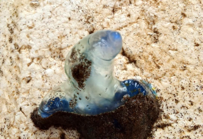 Foto: Ubur-Ubur Botol Biru Mulai Bermunculan di Batukaras 