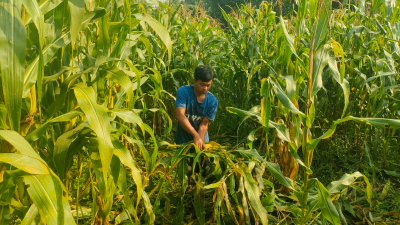 Gerombolan Babi Hutan Porak-porandakan Jagung Siap Panen di Padaherang 