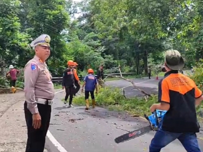 Hadapi Libur Panjang, BPBD dan Polisi Pangandaran Lakukan Evakuasi Pohon Rawan Tumbang 