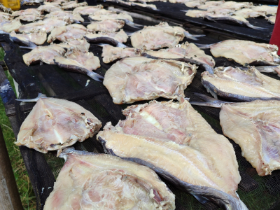 Harga Jambal Roti Pangandaran Stabil Menjelang Akhir Tahun