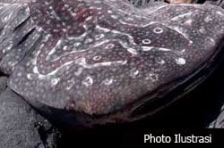 Hiu Naga Seberat 1,5 Ton Tertangkap Nelayan Pangandaran