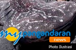 Hiu Naga Seberat 1,5 Ton Tertangkap Nelayan Pangandaran