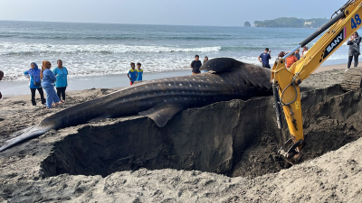 Hiu Tutul Terdampar di Pantai Batukaras Mati Setelah Gagal Dievakuasi