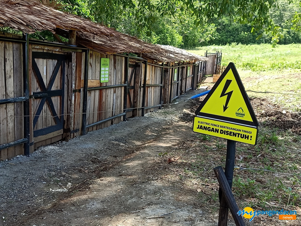 Intip Persiapan Pelepasan Banteng Jawa di Cagar Alam Pangandaran 