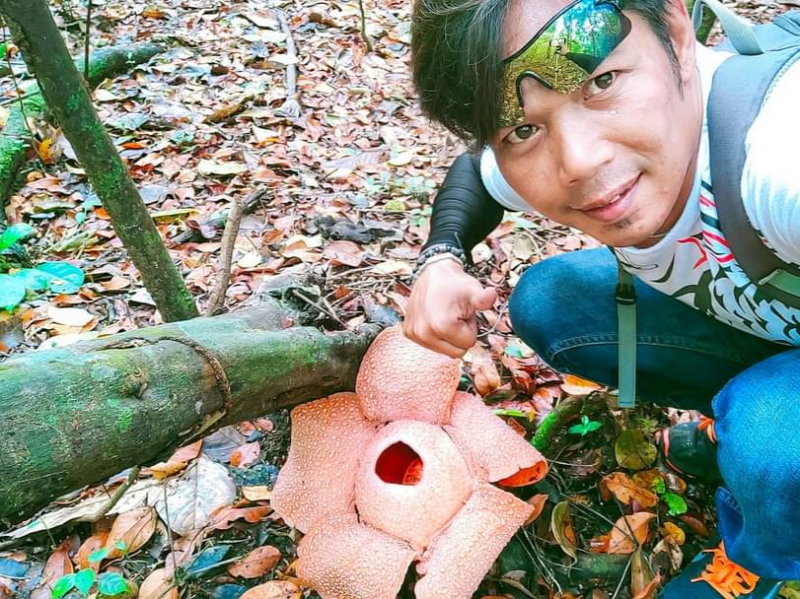 Jadi Makanan Predator, Bunga Rafflesia Padma di Cagar Alam Pangandaran Mulai Langka