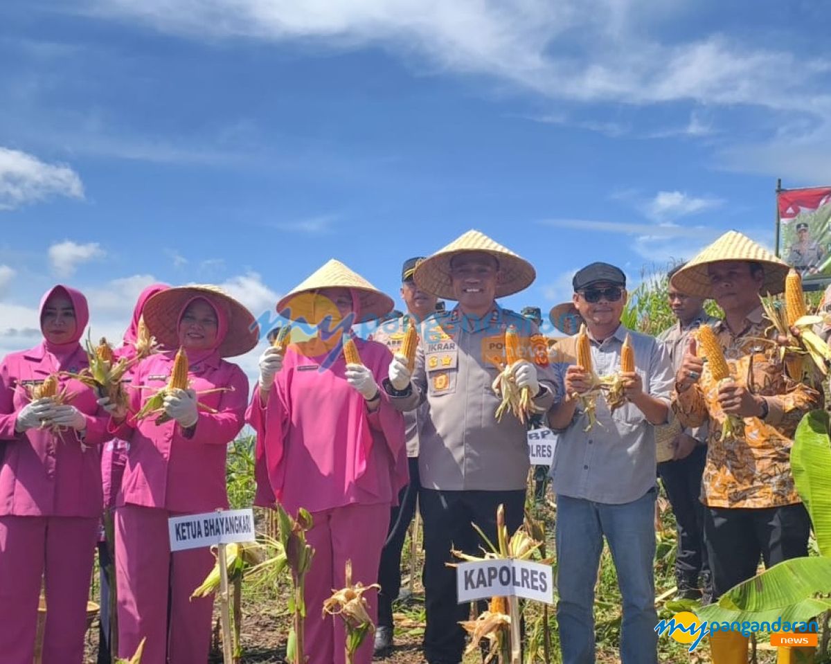 Jaga Stabilitas Pangan, Kapolres Pangandaran Turun Pimpin Panen Raya Jagung di Desa Campaka