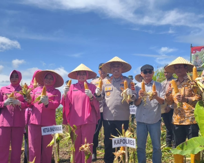 Jaga Stabilitas Pangan, Kapolres Pangandaran Turun Pimpin Panen Raya Jagung di Desa Campaka