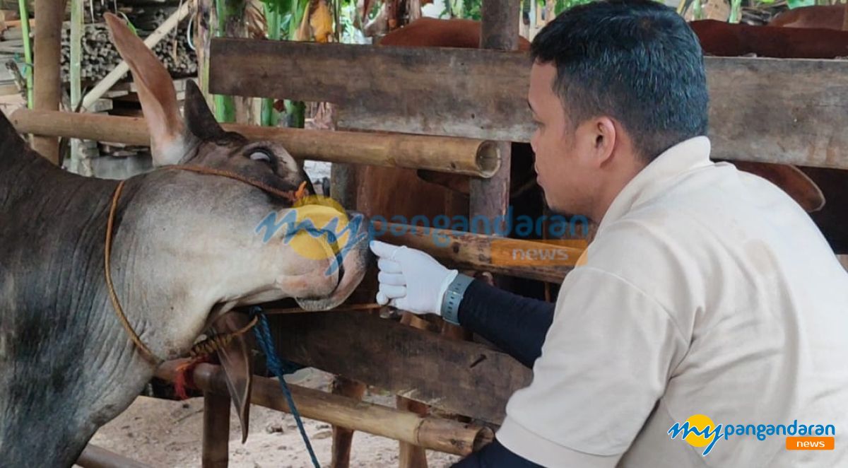 Jelang Idul Adha, Dinas Pertanian Pangandaran Intensifkan Pemeriksaan Hewan Kurban