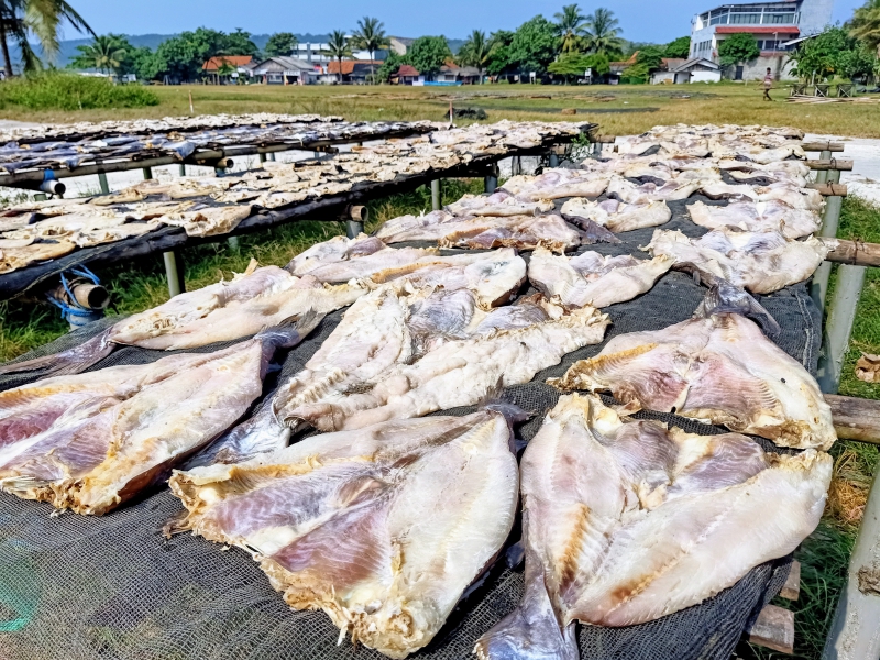 Jelang Tahun Baru 2025, Harga Jambal Roti Pangandaran Stabil 