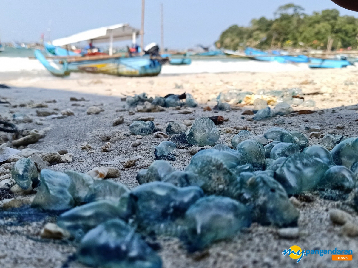 Ketua Life Guard Pangandaran Imbau Waspada Ubur-ubur Biru